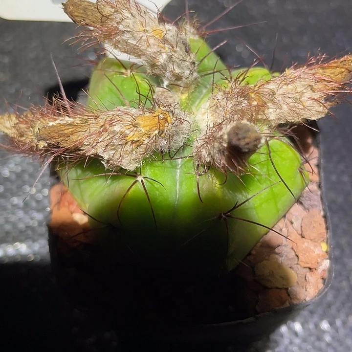 密***呢6829 专拍实生裸根发货