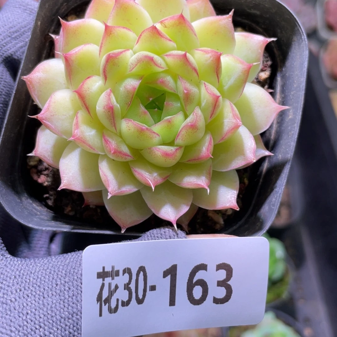 花利美30-163女王