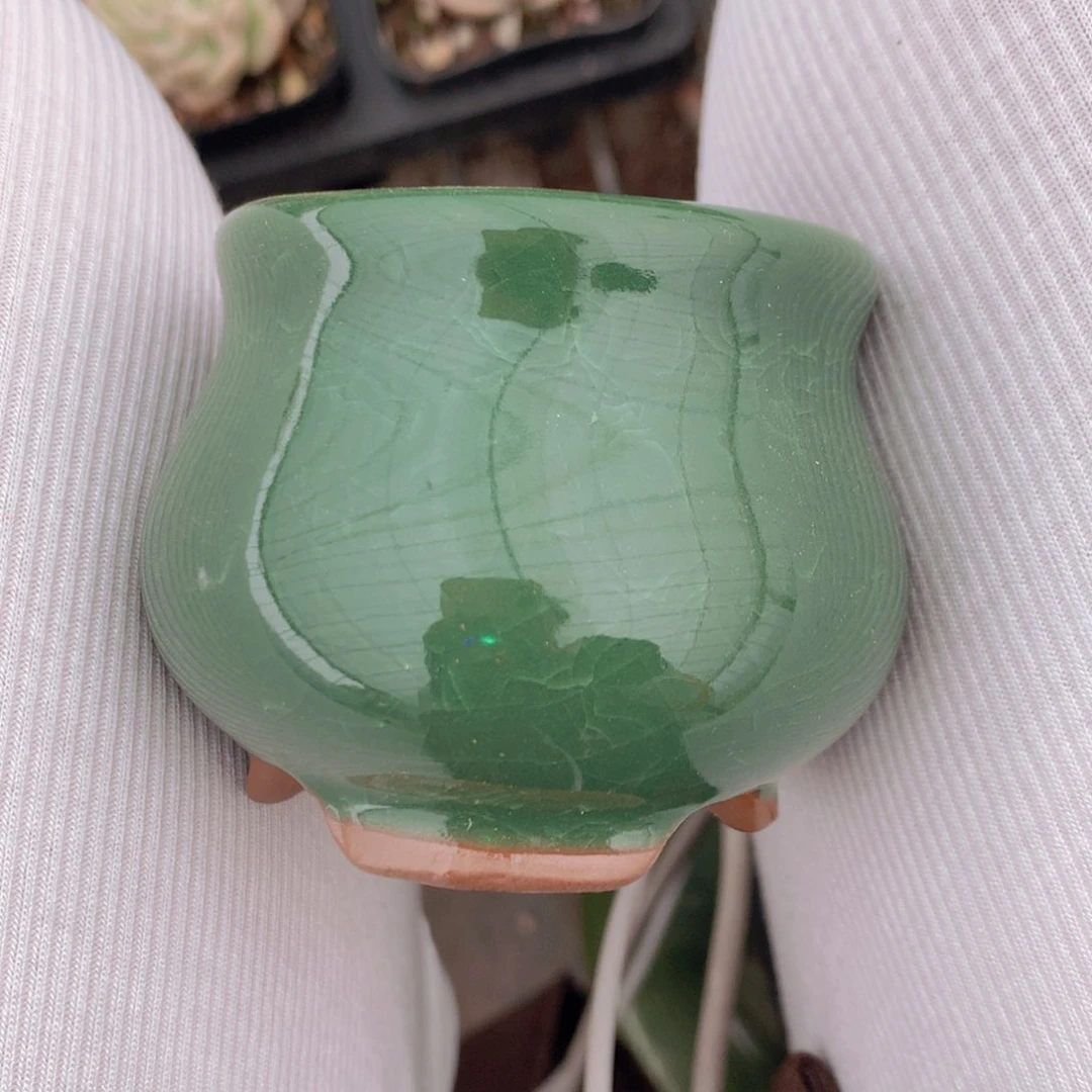 多肉植物花盆一单包邮绿