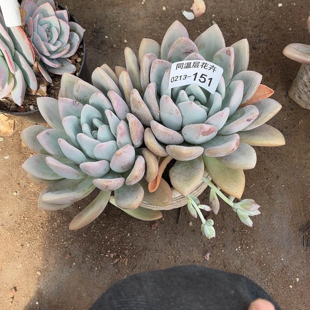 同温层多肉151奥普