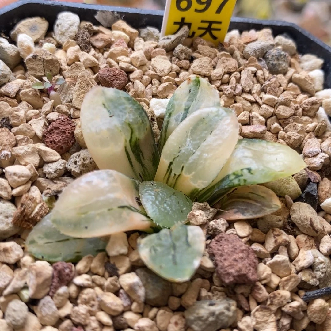 697号沁影锦多肉植物