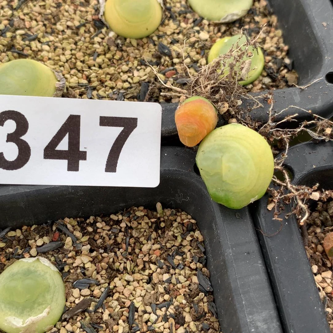 天*347拉登加拉登杂两个