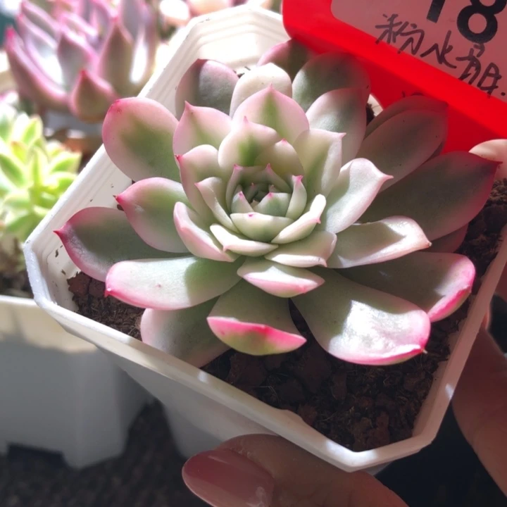 福利粉水晶覆轮锦有根
