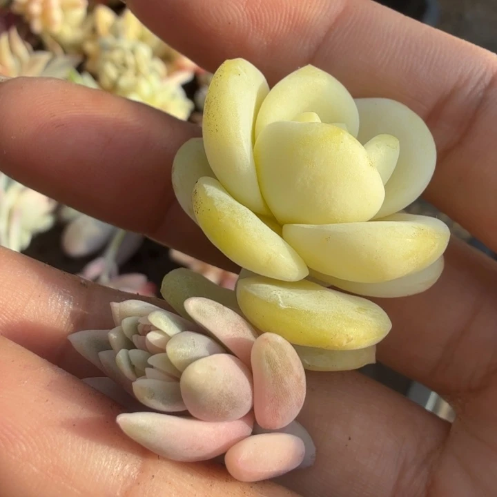 美人锦 蜜桃啵啵锦一组