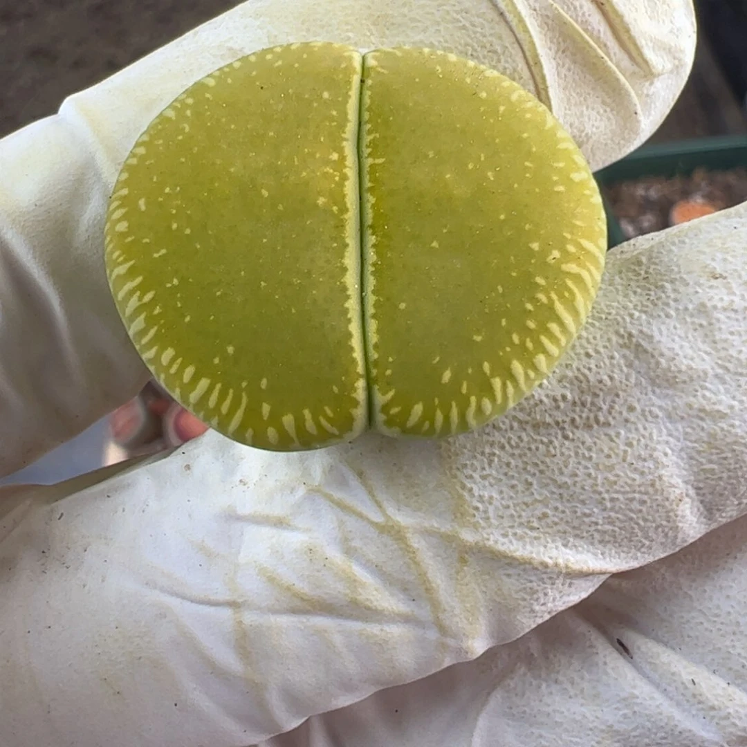 D5815 C48A 绿光阳