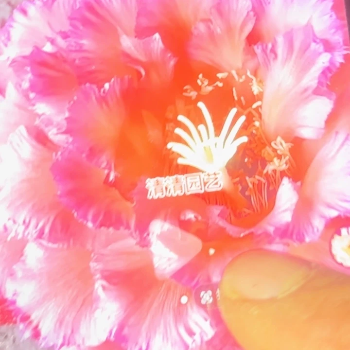 清清新358根仙人球