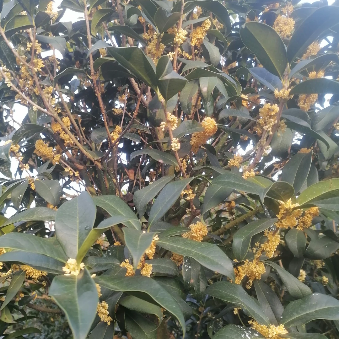四季开花浓香型桂花树苗可盆栽地栽适合庭院阳台的绿植花卉
