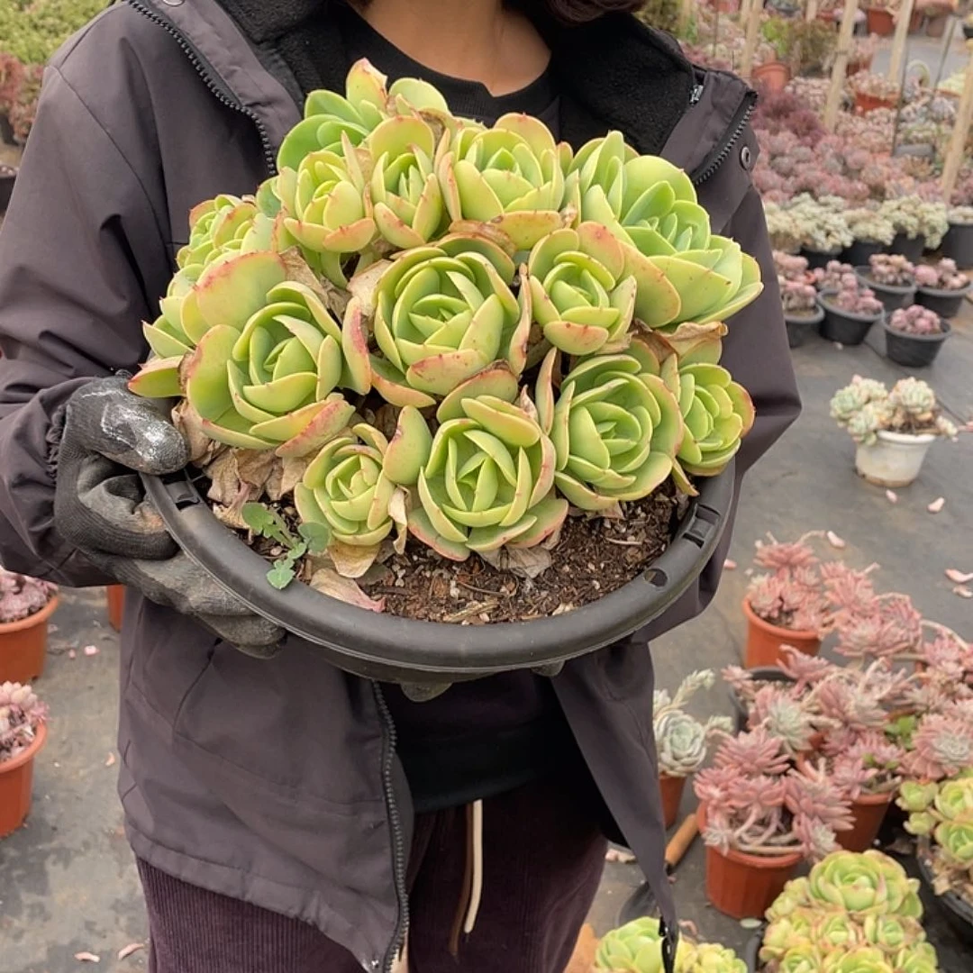 大碧桃22.8米 量拍多肉