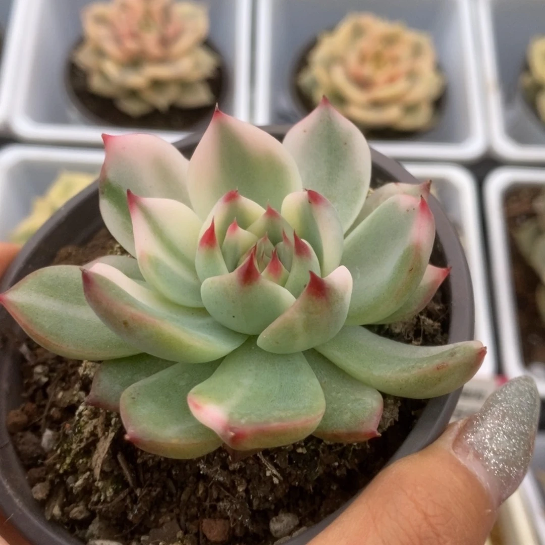 529锦锦锦锦锦锦锦锦