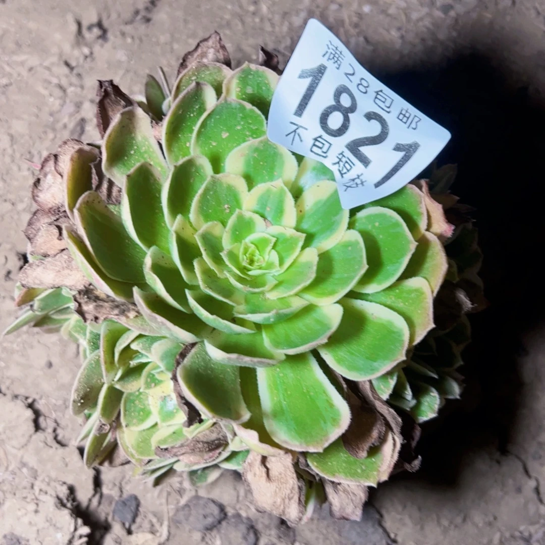 1821多肉植物大事情粉