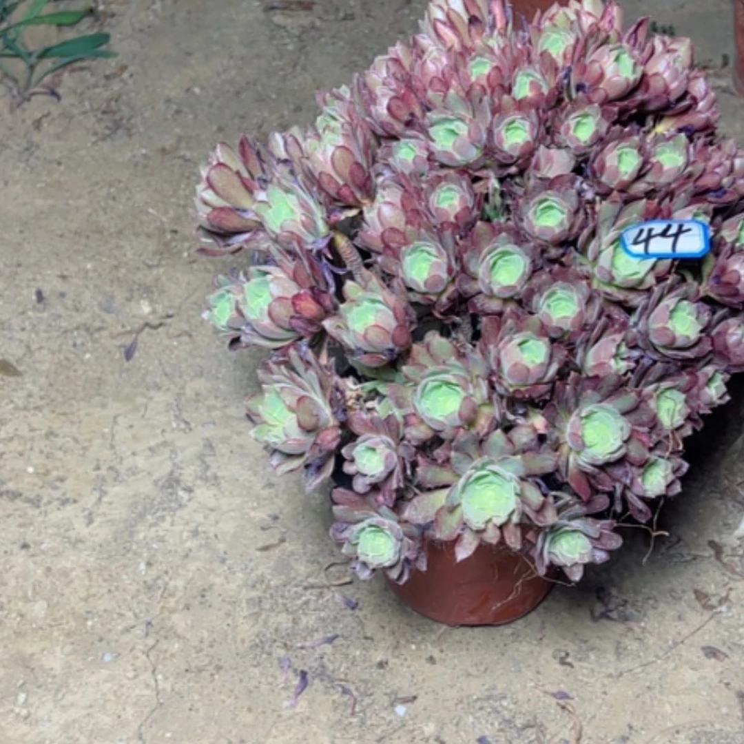 【闪购商品】多**子多肉植物娜佳女王44