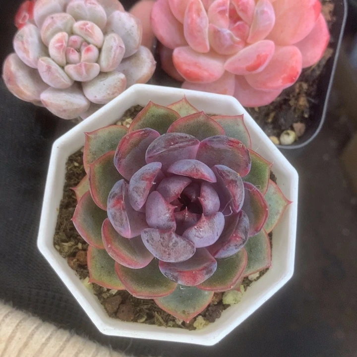 星影子。黑橙子。仙女橙子。包邮。 多肉