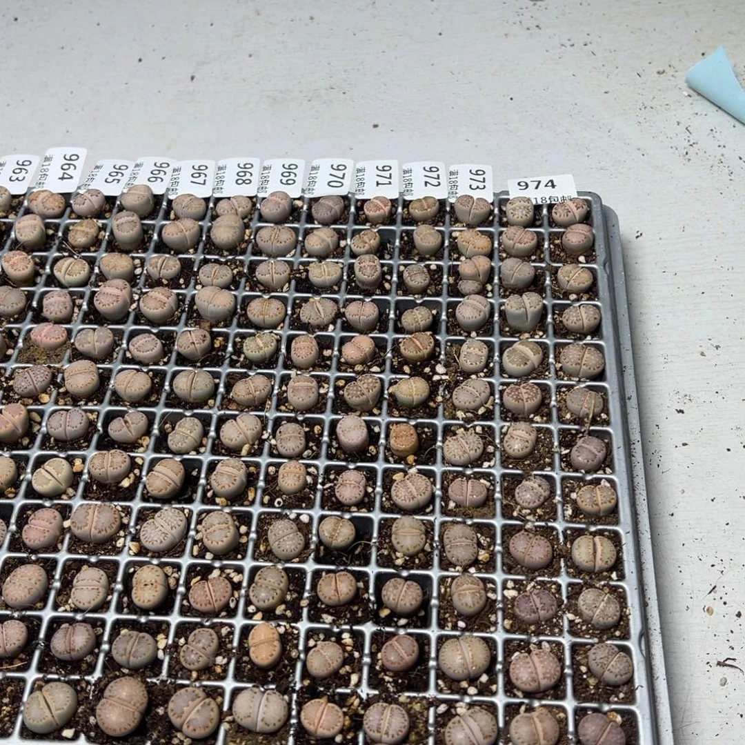 【闪购商品】 972.