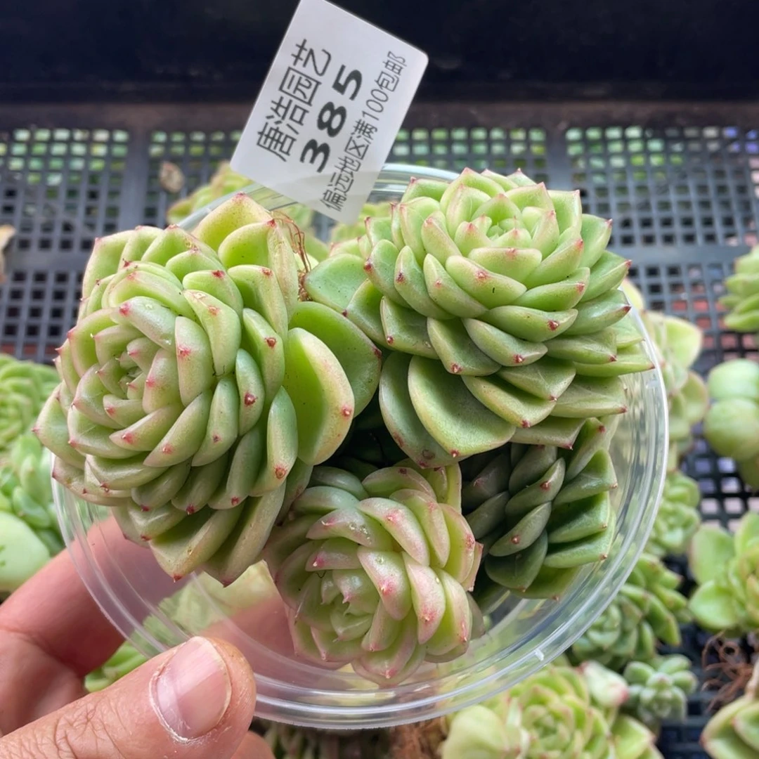 珍妮麦秆一物一拍385…