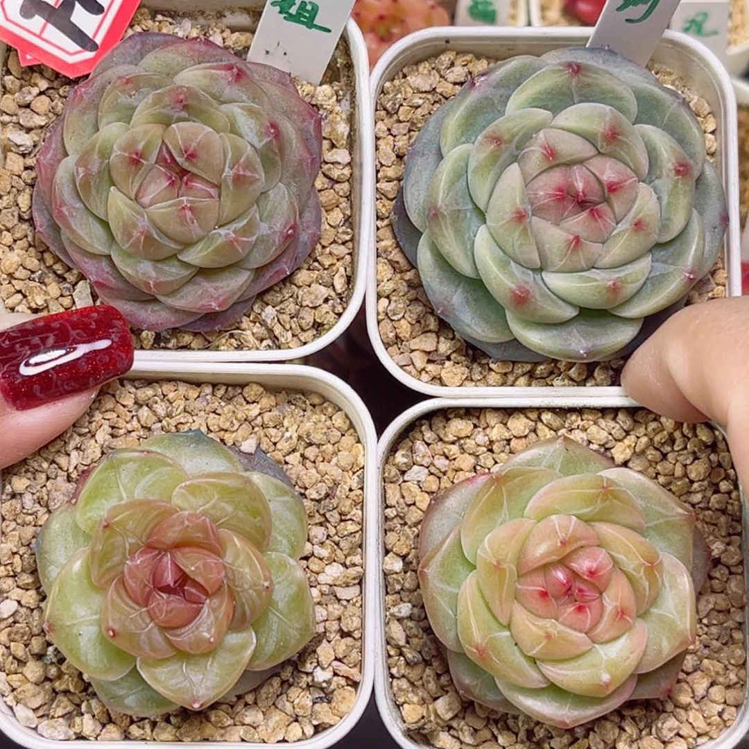 晚***5F109一物一拍 组4