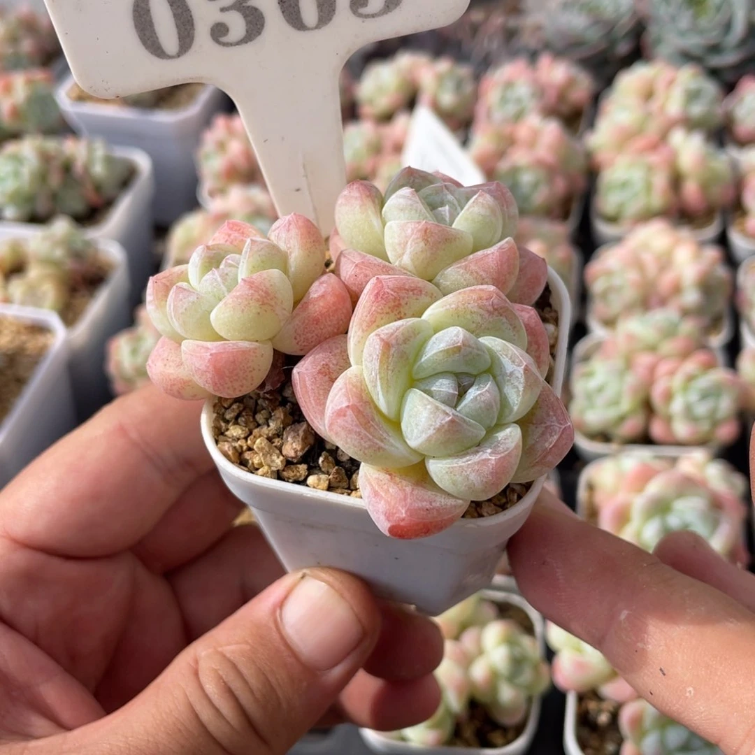 仁*0363冰玉不带盆6厘米