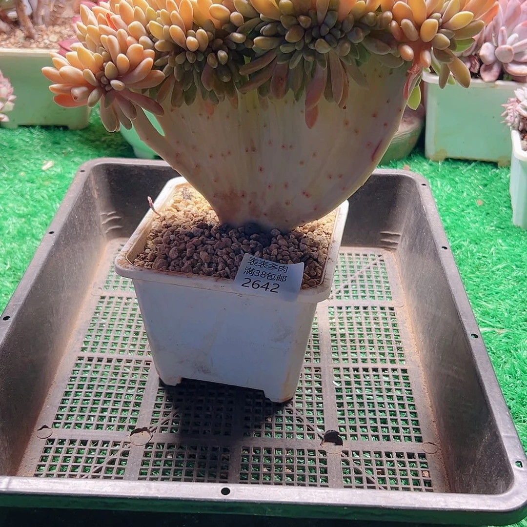 多肉一物一拍植物2642