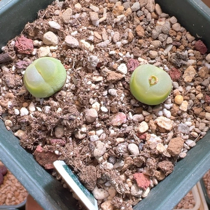 w/153。 拉登一盆价格。