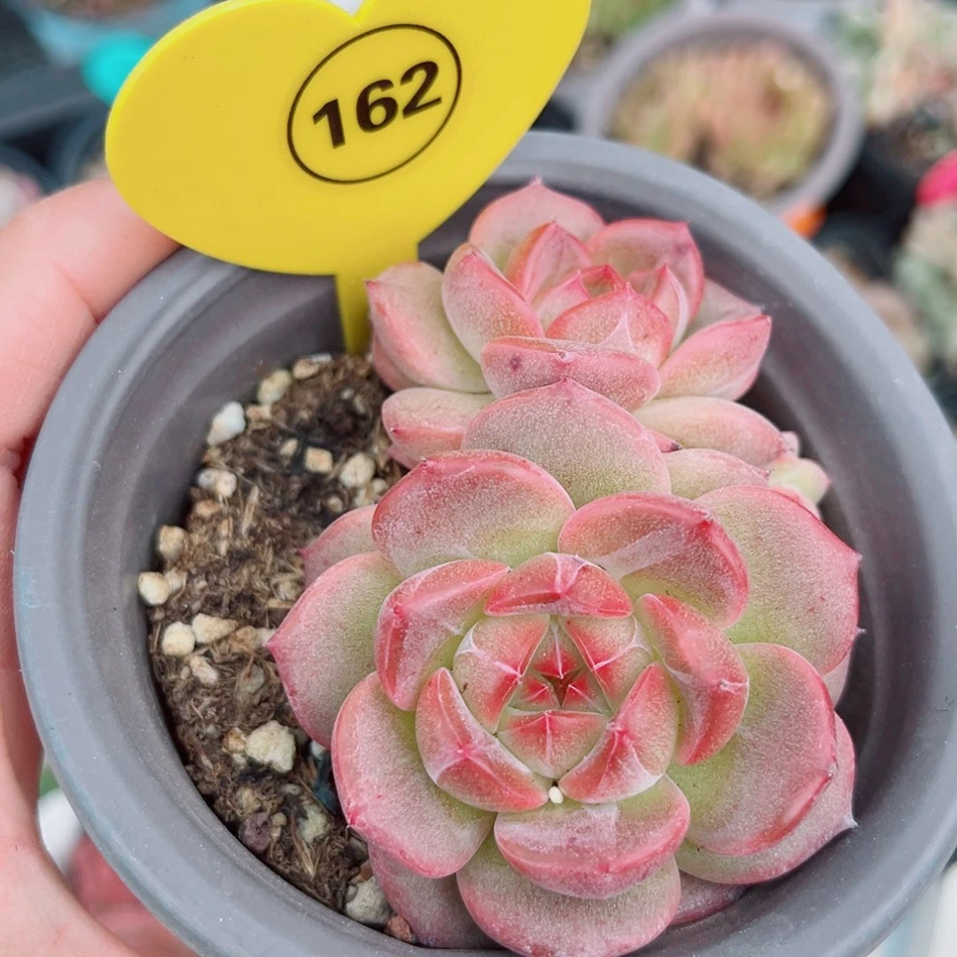 162号小老桩珍妮群