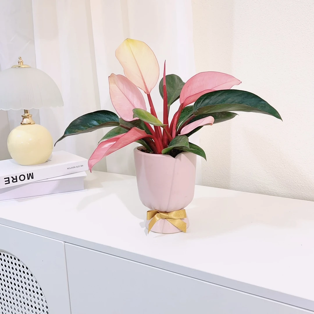 粉钻粉公主蔓绿绒精品稀有网红粉色室内散光阳台飘窗彩色叶子盆栽