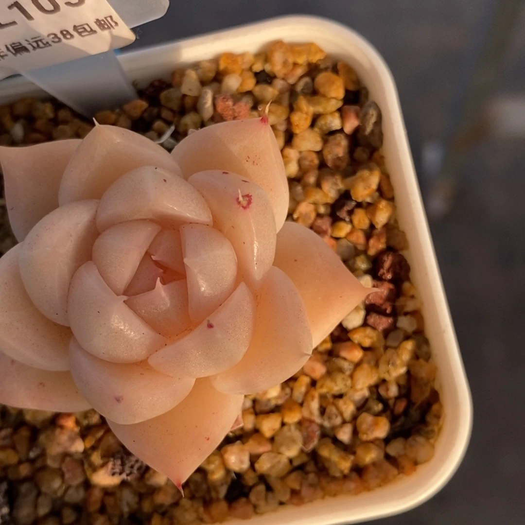 105东篱下多肉植物盆栽