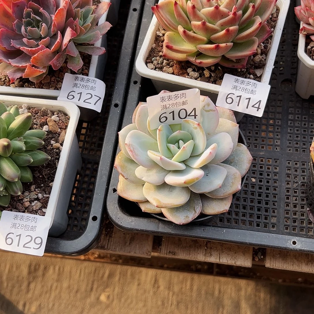 9号女*我们的确是一6104