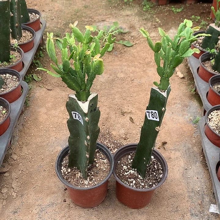 阿*.780+781嫁接蟹爪兰：028+040