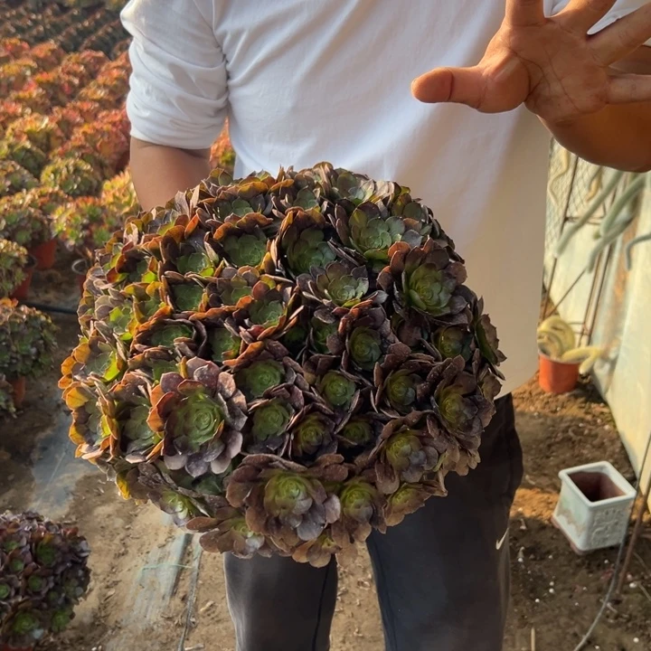 28.8黑体万圣节一颗