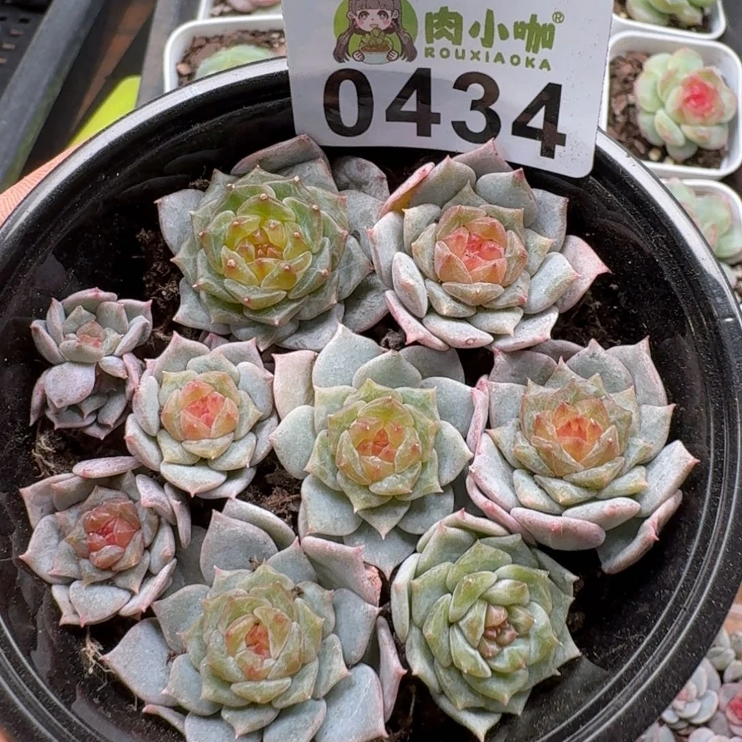 多肉植物多肉植物