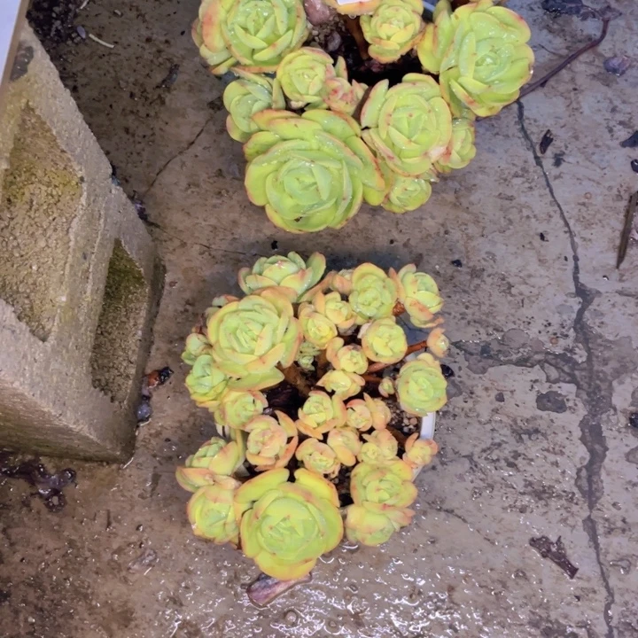 *****多肉一物一拍9246