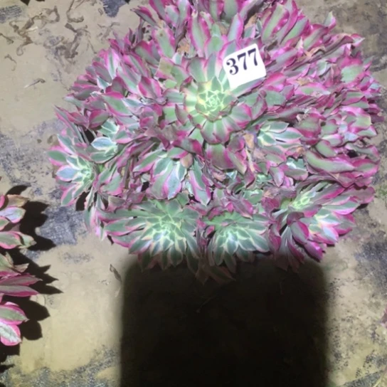 多肉植物女巫377