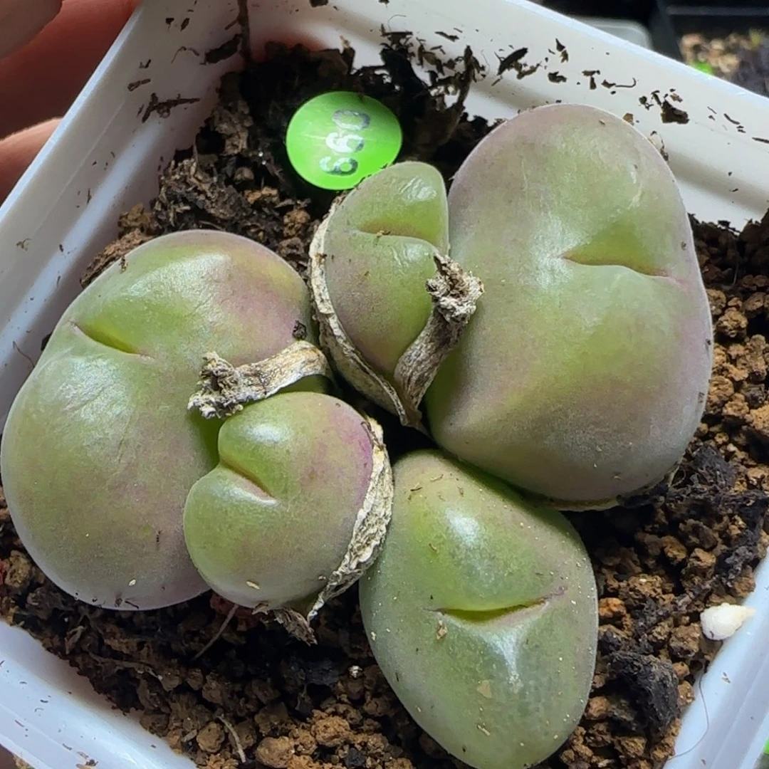 巨无霸毛翠滴多肉植物660