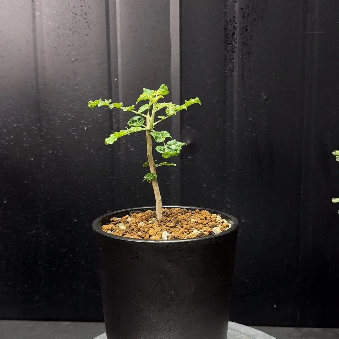 神圣乳香实生小苗