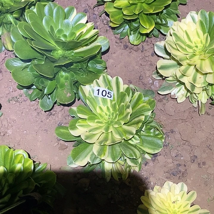 多肉植物法师105五彩琉璃