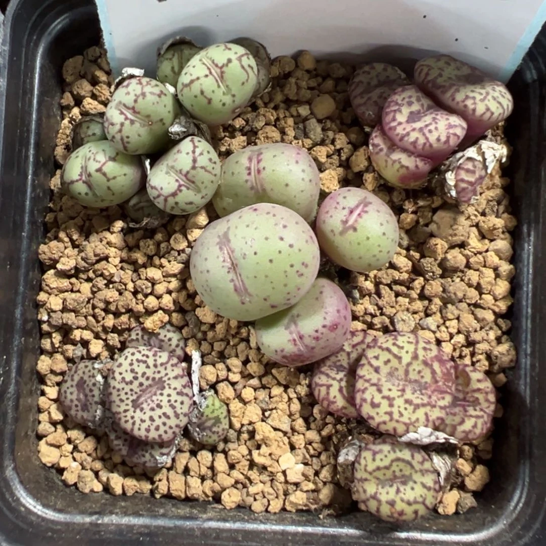 18-219肉锥多肉植物，