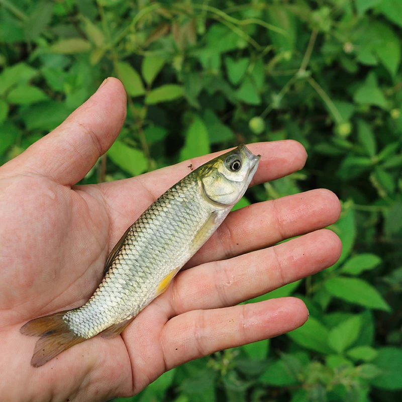 草鱼小鱼四川发货淡水养殖食用均可