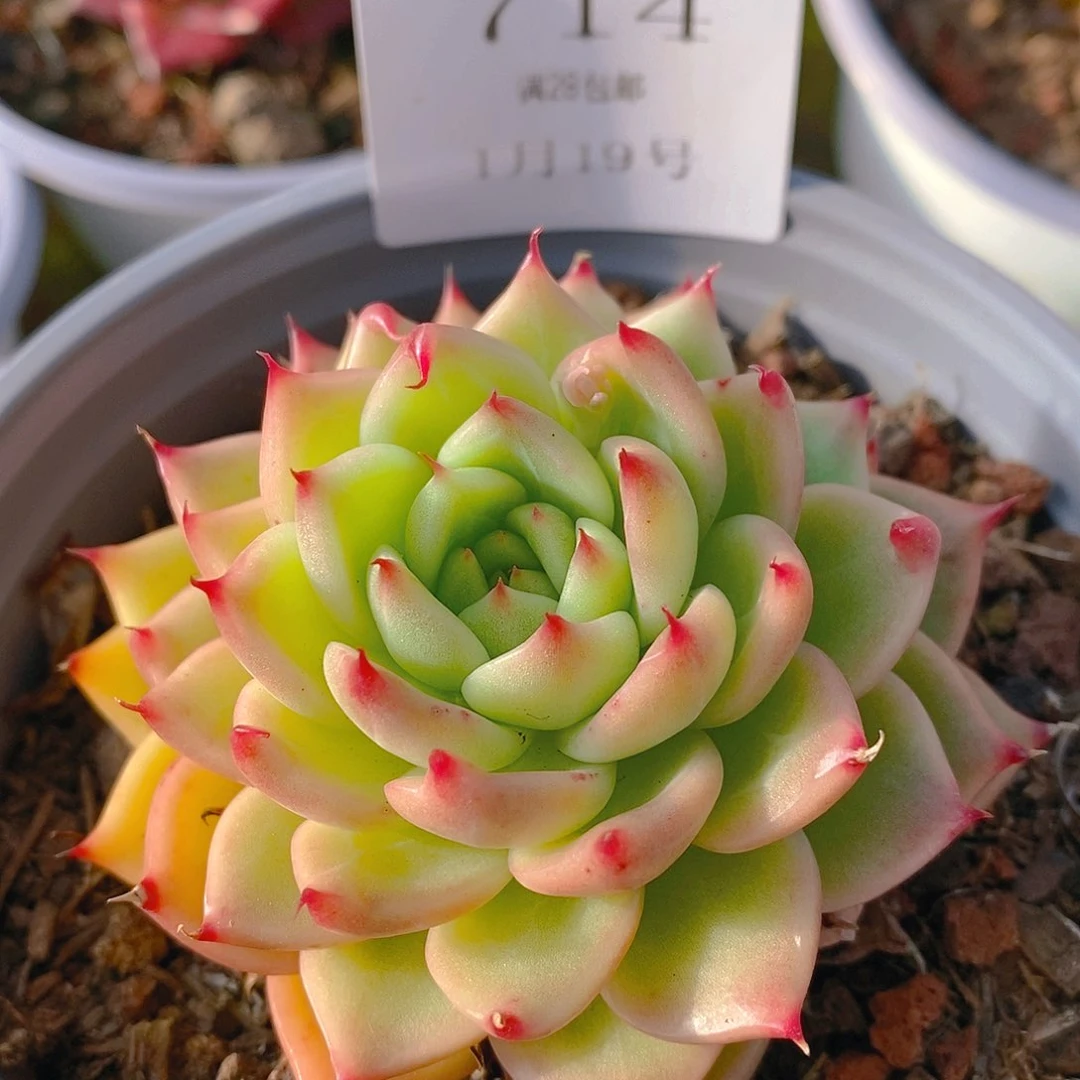 【闪购商品】云714