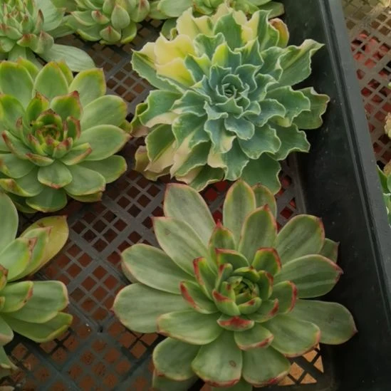 桃花锦+海啸超白锦