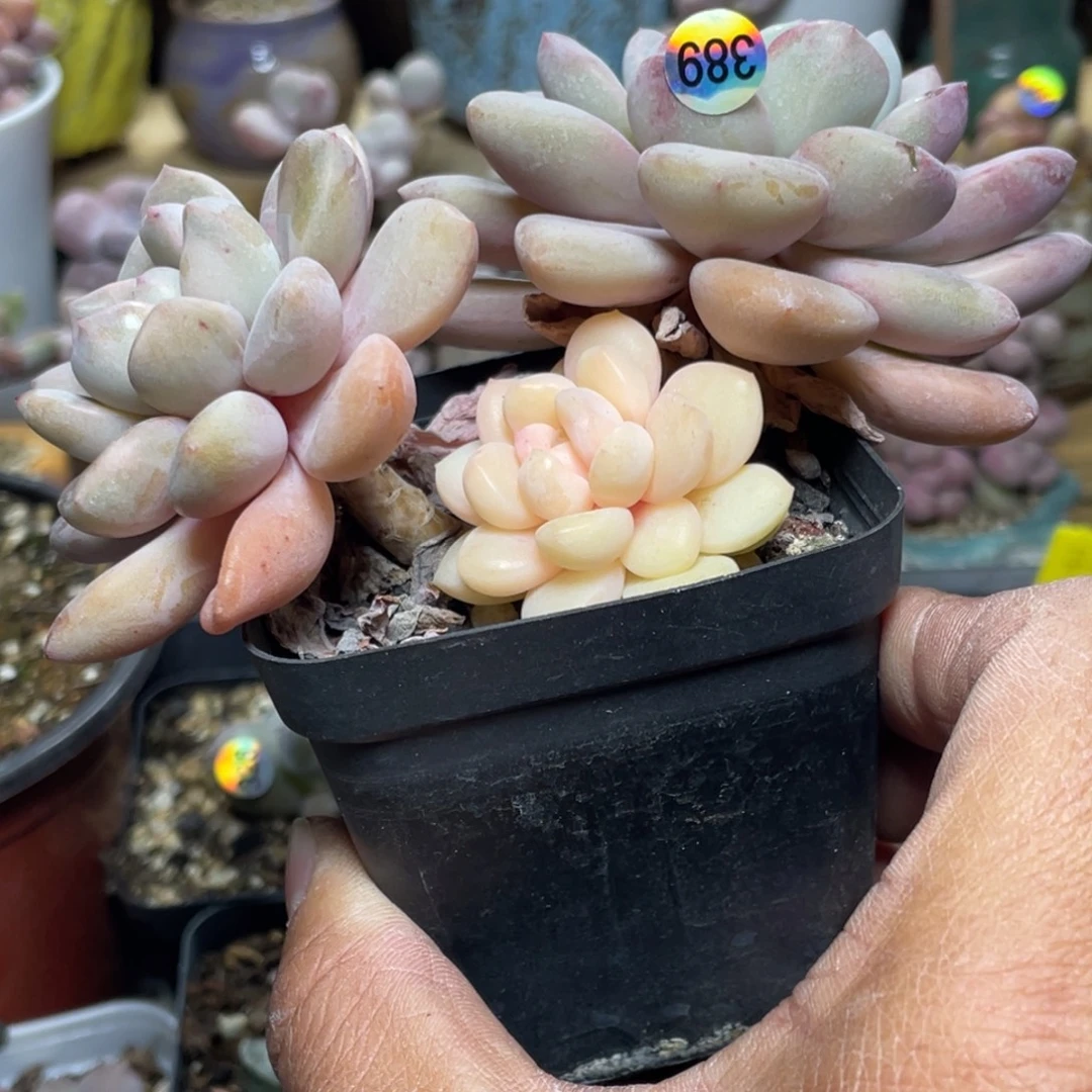 白鹭锦多肉植物多肉