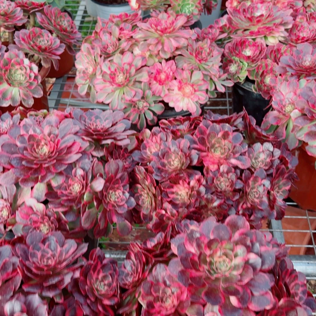 模特黑墨镜量拍多肉法师一个