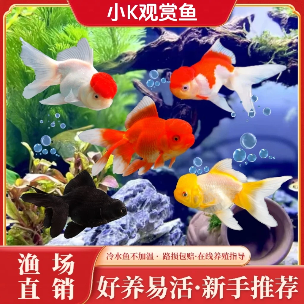 ［福利价］国粹金鱼 5条 冷链包邮 品种混搭 8-10