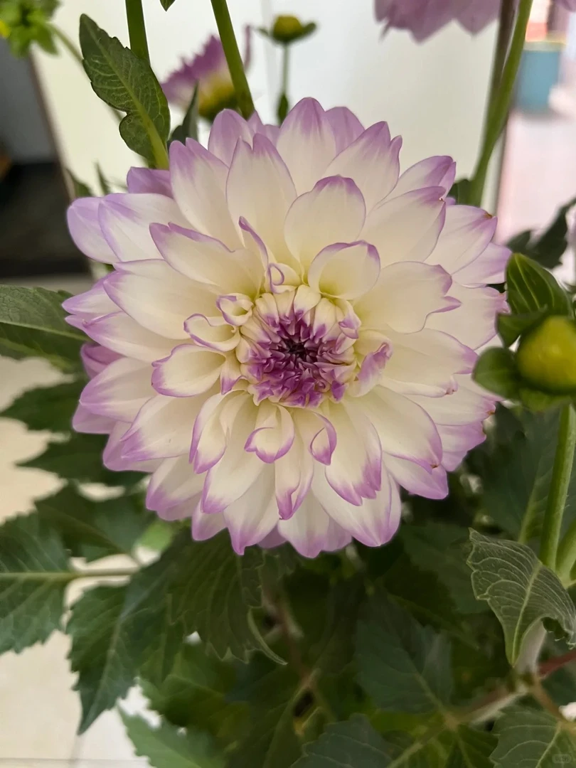 【米兰达】会掉花掉叶介意不要拍大丽花庭院阳台地栽盆室内室外