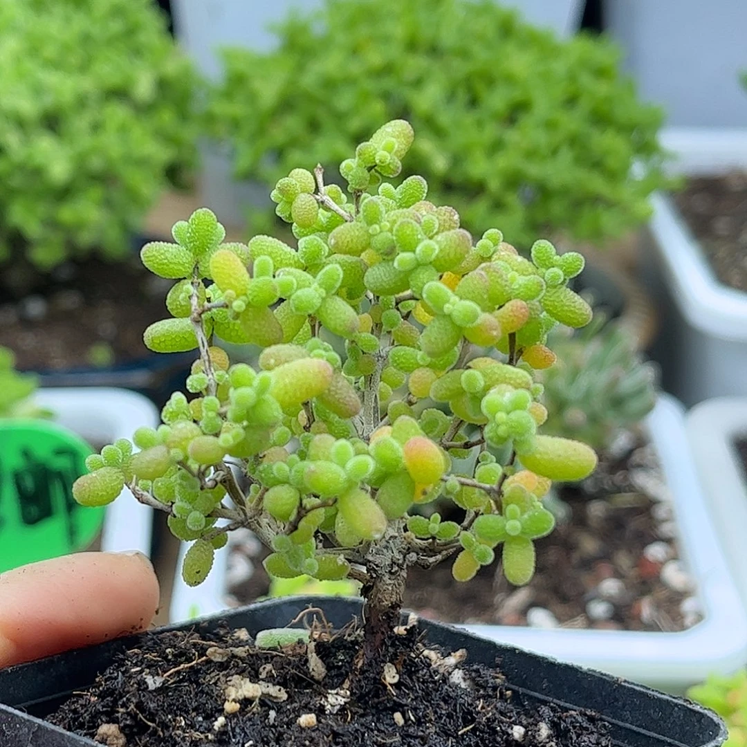 44蜜桔糖球优选枝干番杏