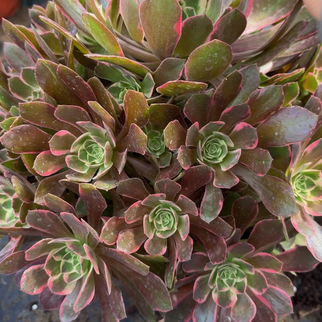 无花朵210多肉植物捧花