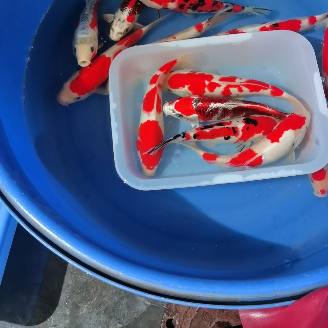 锦鲤精品锦鲤一盆