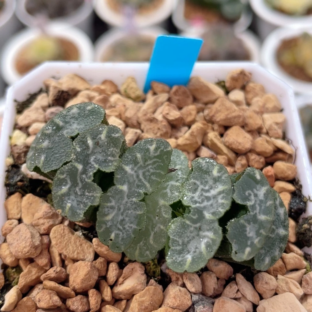 乱发玉扇。         