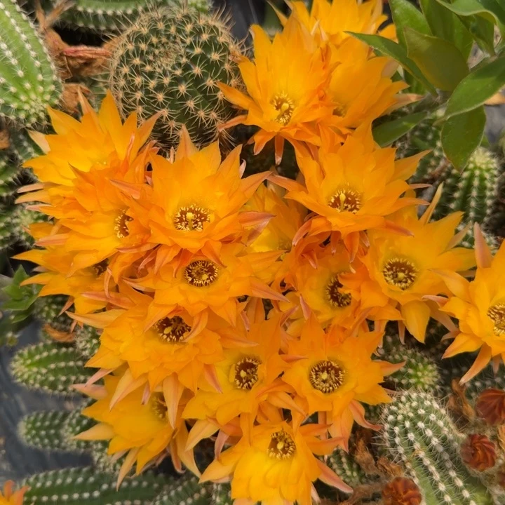 白檀仙人掌394侧芽一个