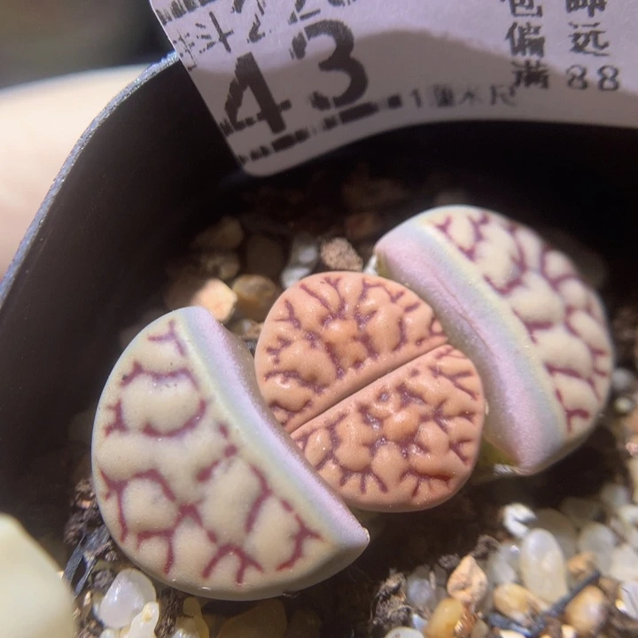 精品生石花220.43