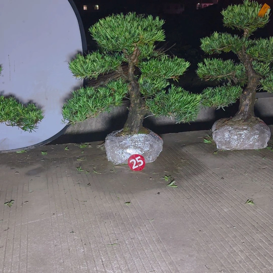 完全开放罗汉松四季常青