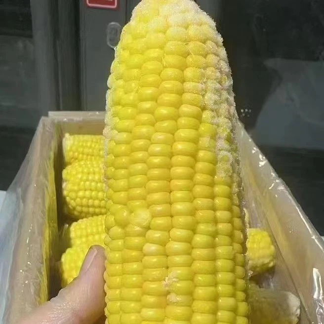 东北黏糯玉米特大棒A级【4根/份】9.9元新鲜